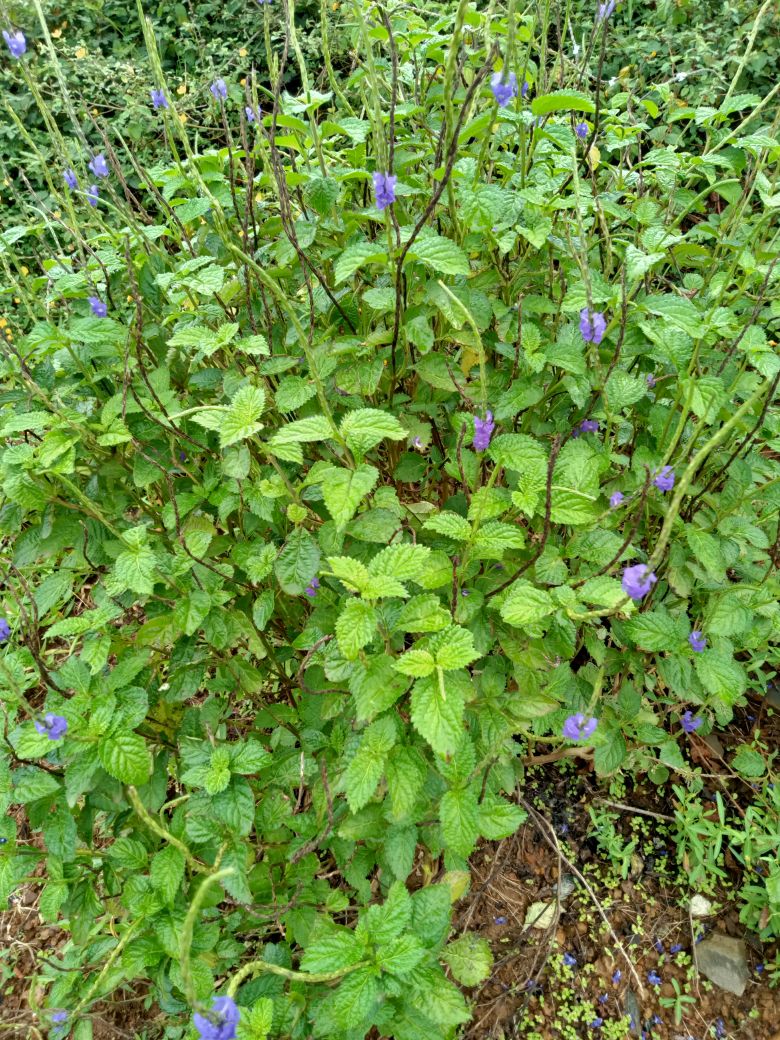 Combo 10 cây đuôi chuột giống.