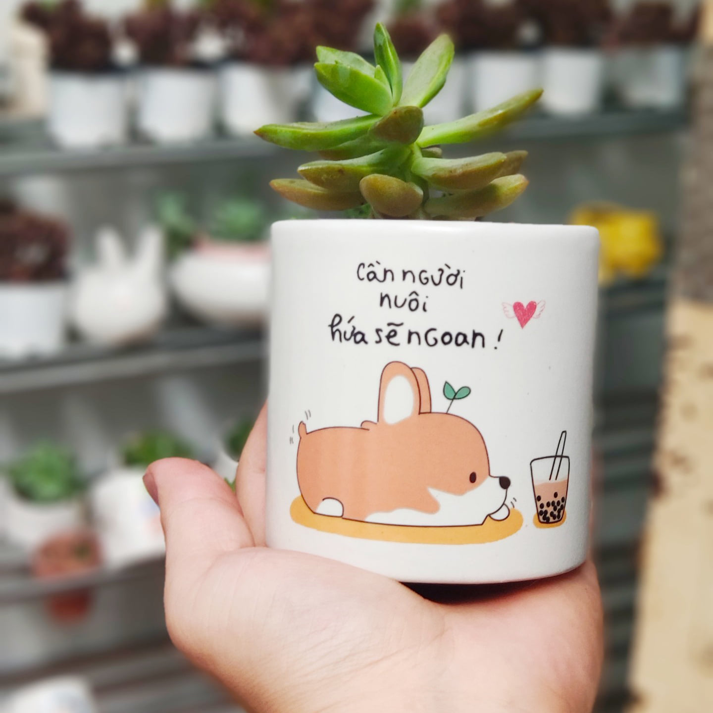 CHẬU VẼ, CHẬU ĐẤT VẼ, QUÀ TẶNG, QUÀ TẶNG SINH NHẬT, CHẬU CÂY MINI. CHẬU SEN MINI