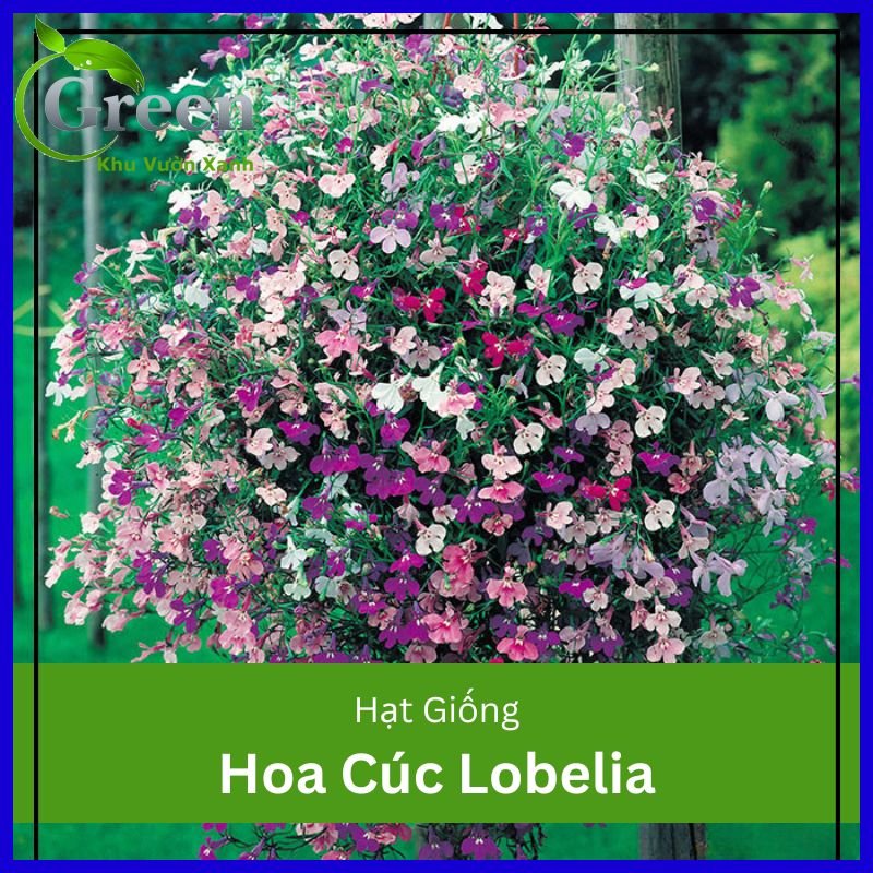 Hạt Giống Hoa Cúc Lobelia (Hoa Thúy Điệp) Mix (100 Hạt)