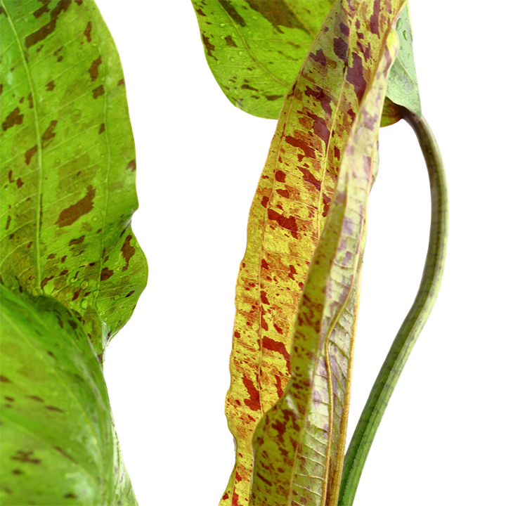 Cây Trầu chấm xanh - Hoàng Đản - Echinodorus Ozelot Green