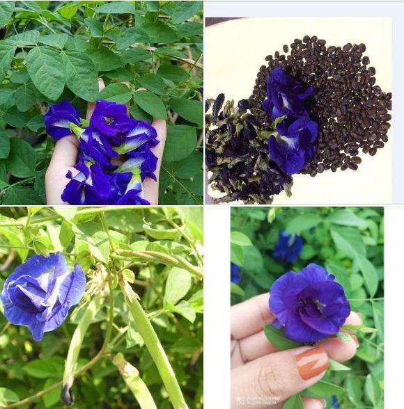 Hạt giống hoa đâu biếc cánh kép