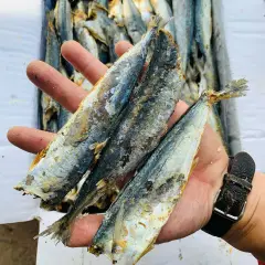 Kho cá nục, Ca nuc,  Khô cá nục (500gr), mua khô cá nục giá tốt  đầy đủ dinh dưỡng, nhiều omega-3 tốt cho sức khỏe - MikiFoods (C-052)