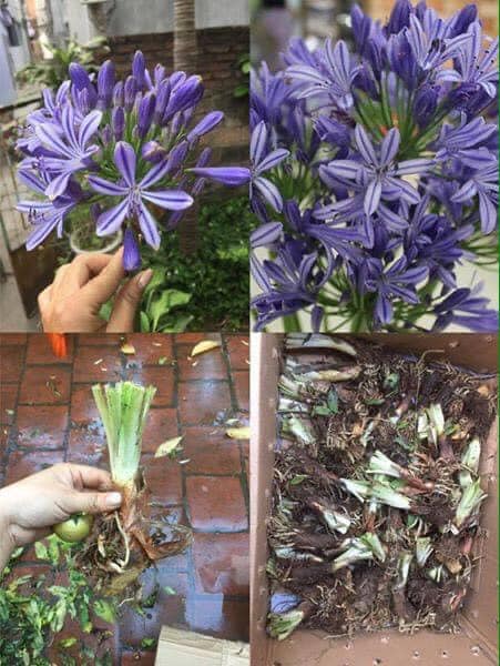 củ giống hoa thanh anh (huệ sông nill)