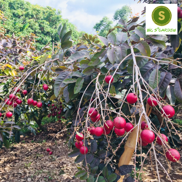 Cây Giống Nhãn Tím Sóc Trăng, Đẹp-Lạ, Có Video- Freeship 20k đơn từ 49k