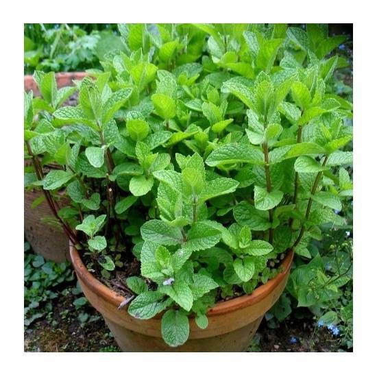 Hạt giống cây húng bạc hà