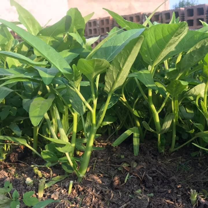 50g Hạt giống rau muống lá lớn