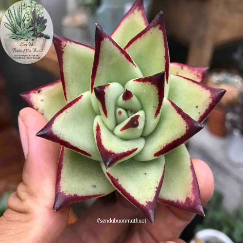 Sen đá đế vương xanh viền đỏ 10cm ❤️❤️- bmt garden