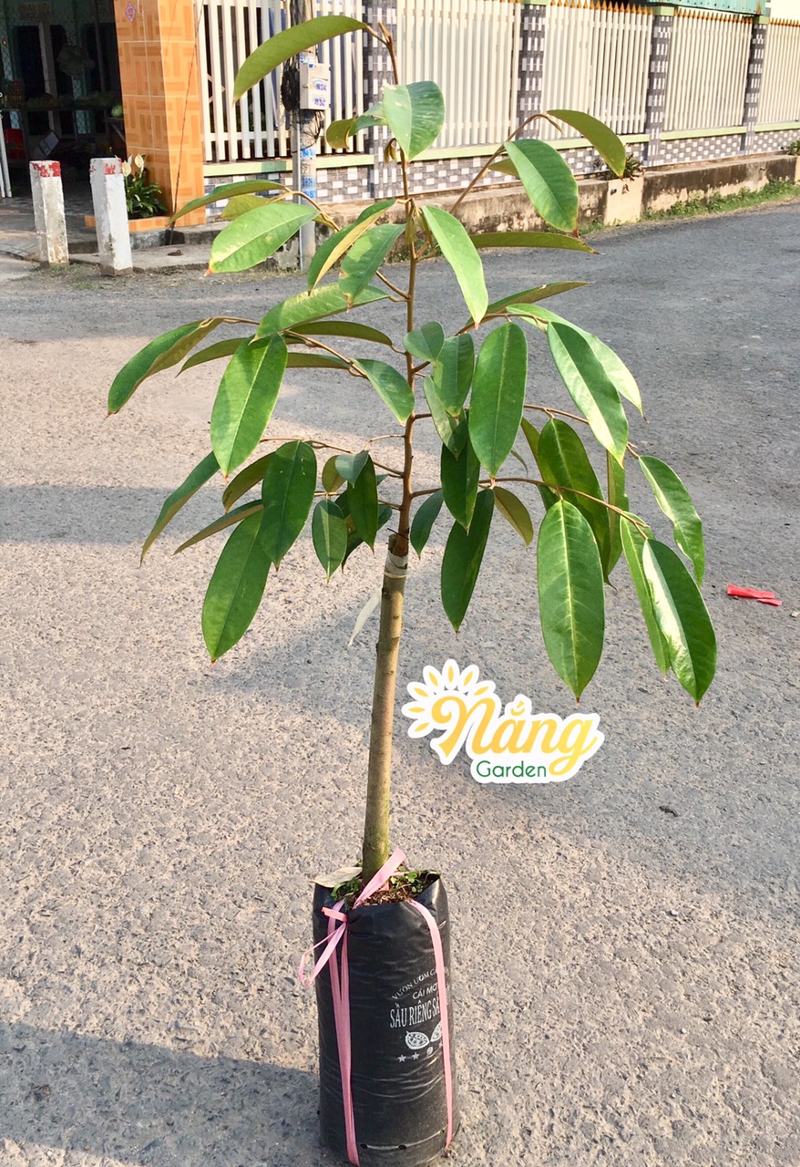 Sầu Riêng Sáu Hữu