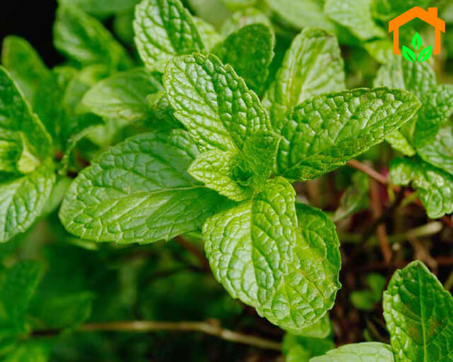 100h - hạt giống bạc hà mint