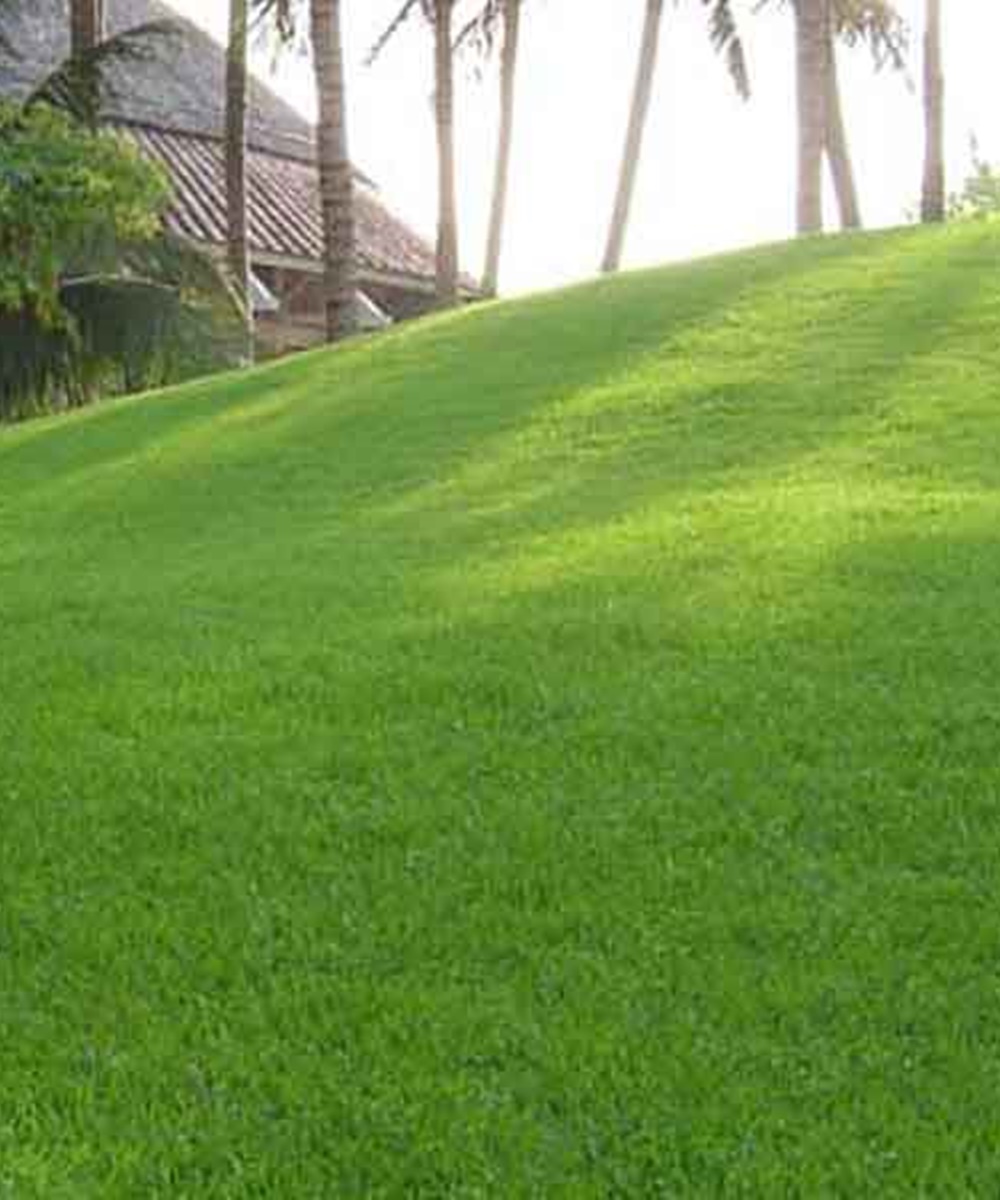 2 Túi Cỏ Nhung Nhật - Cỏ Sân Golf . Mỗi Túi 100 hạt - Dễ Trồng