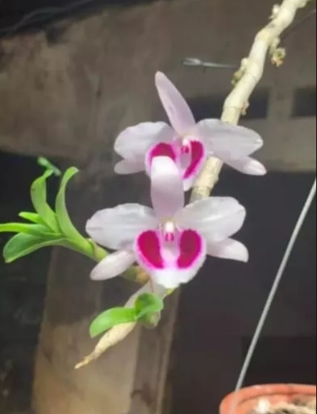Cây giống hoa lan ám mắt đỏ cánh bầu đại