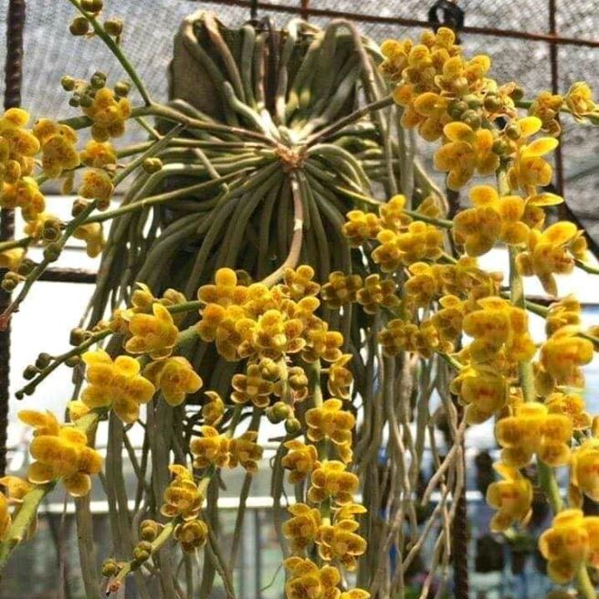 Hoa lan căn diệp 2 mắt to 99k