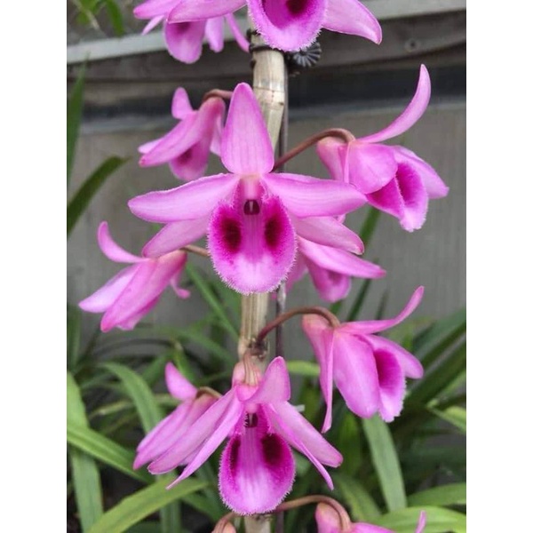 Cây giống Hoa Lan Tím Tây Yên Tử - Hoa nở dịp tết thơm lừng