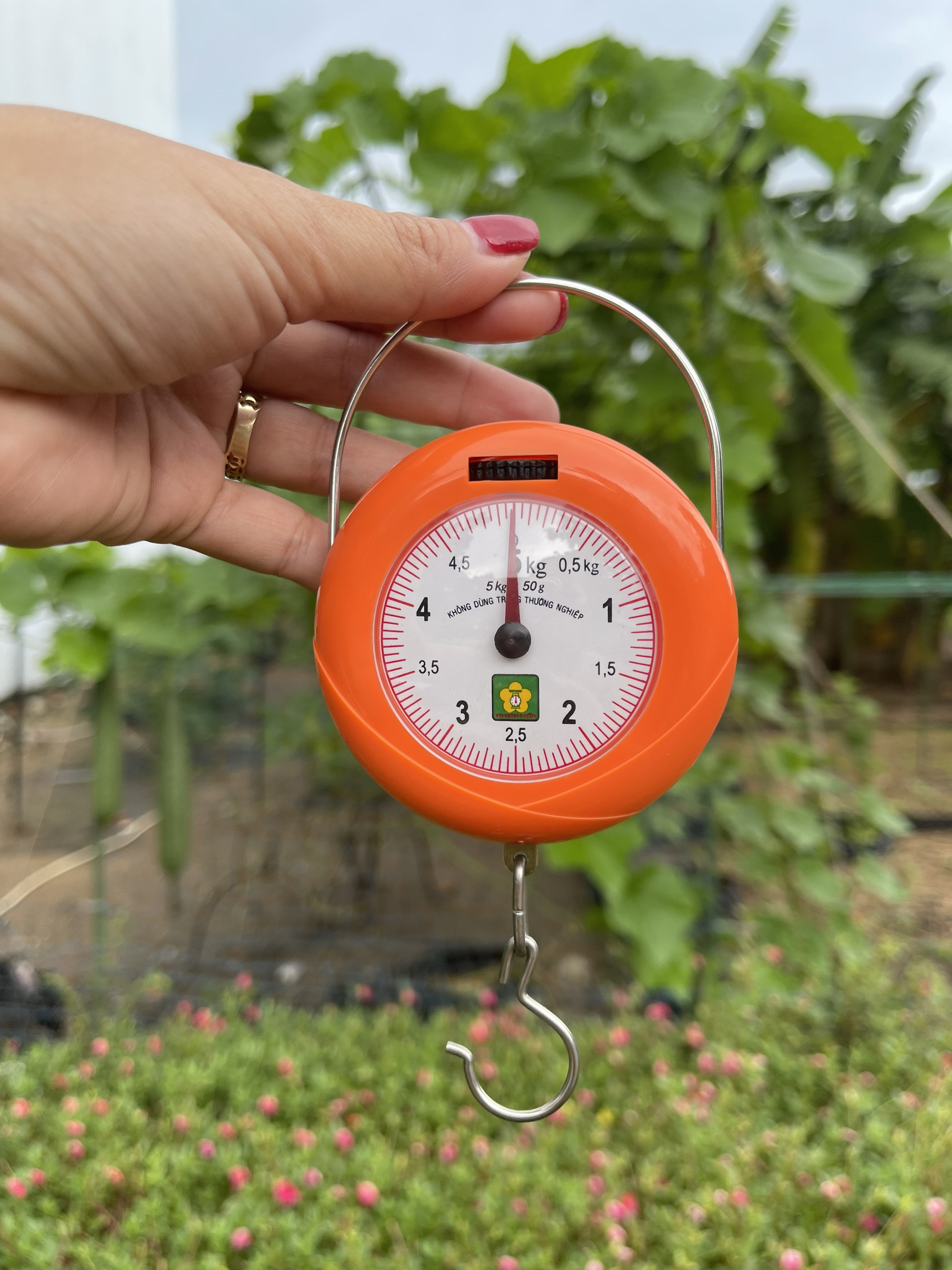 Cân treo mini 5kg chính hãng Nhơn Hòa chuyên dùng cân đồ dùng sinh hoạt , cân trái cây trên vườn