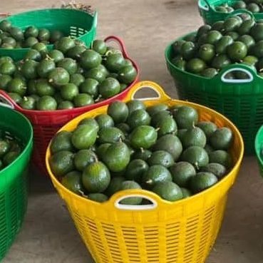 COMBO 5KG Bơ Booth/ Bơ 034 Tây Nguyên - Trái già hái trực tiếp tại vườn không lo hoá chất - Cơm vàng, sáp dẻo bao ăn từng trái