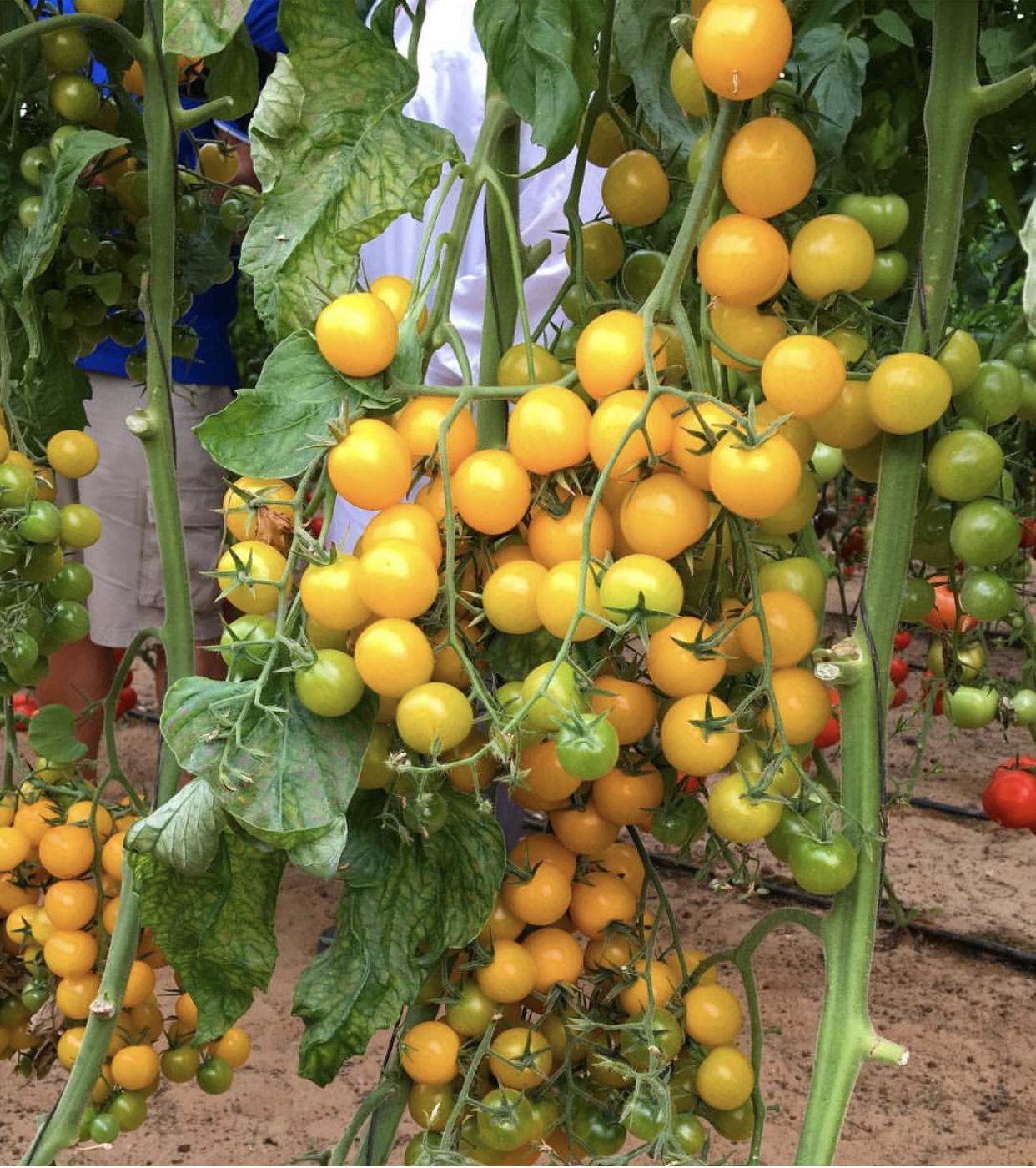 Gói 0.1GR hạt giống Cà Chua Bi Vàng F1 SV 123 ( Cà chua Cherry)