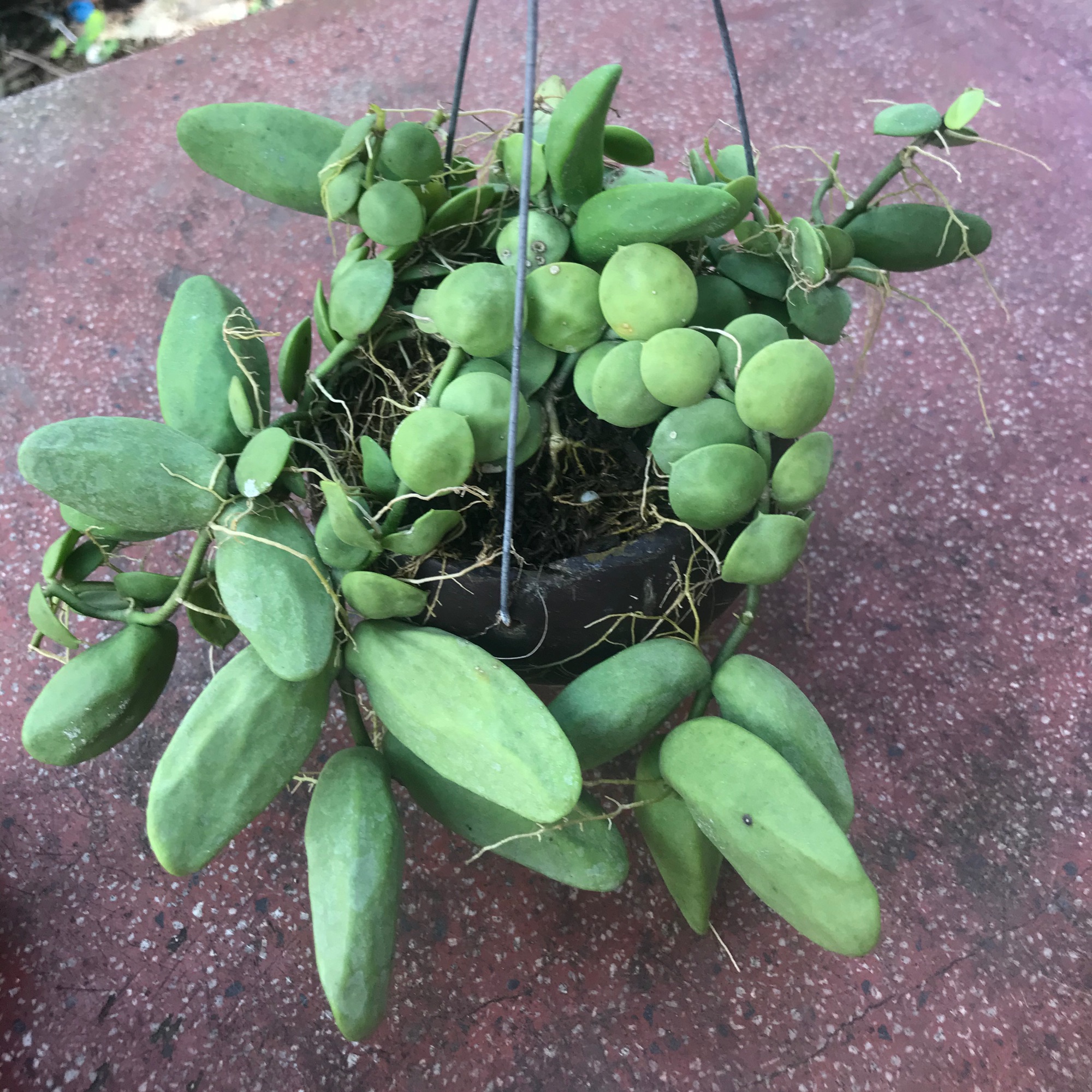 Cay Ngọc trai y hình + tặng phân bón cho cây mau lớn