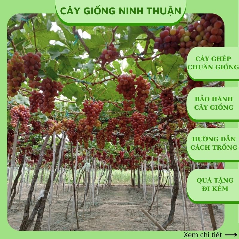 Cây nho giống Đỏ Ninh Thuận leo giàn trồng chậu thùng xốp sân thượng ND01