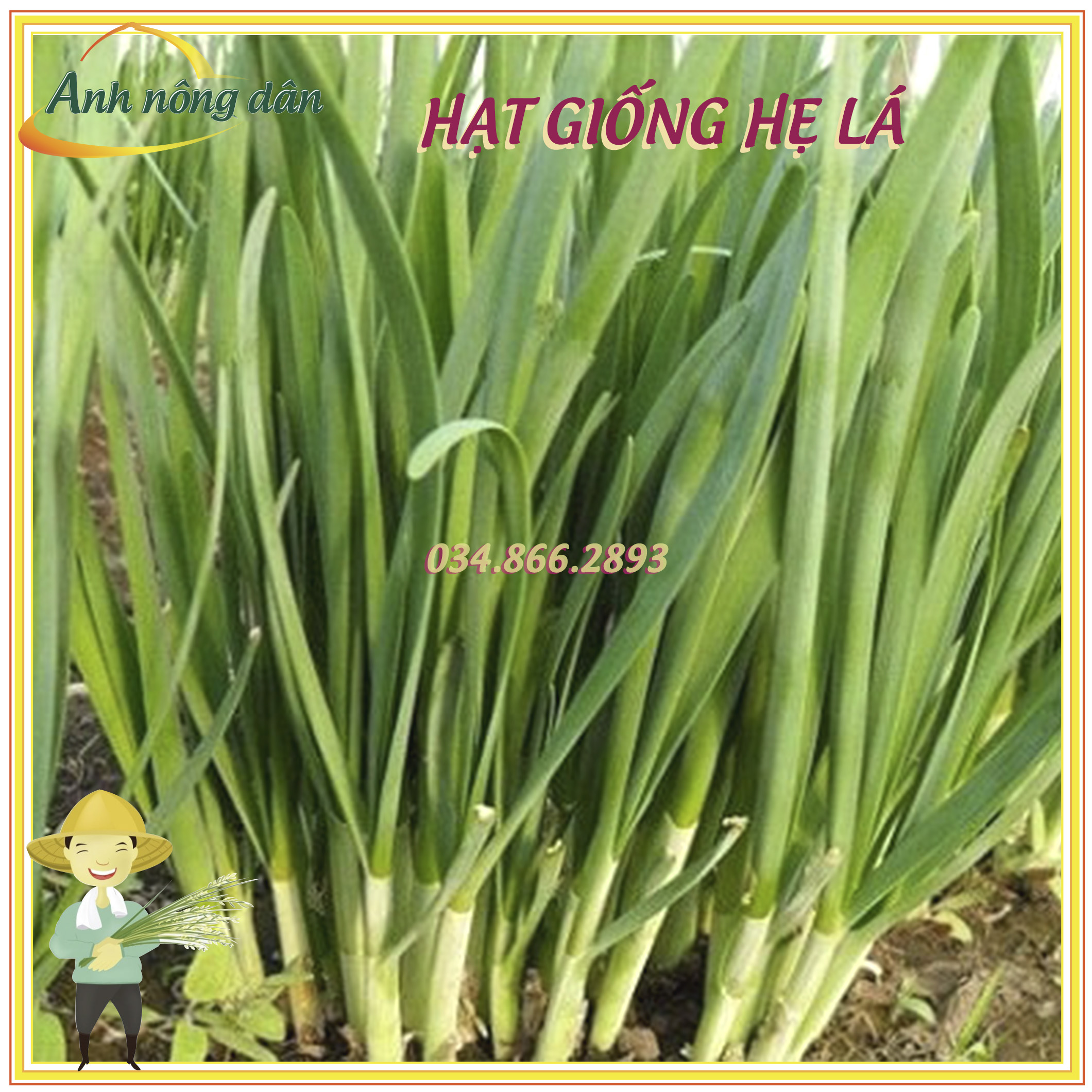 Gói 5g Hạt giống cây hẹ lá - hạt giống chất lượng tốt, năng suất cao, dễ trồng dễ chăm sóc