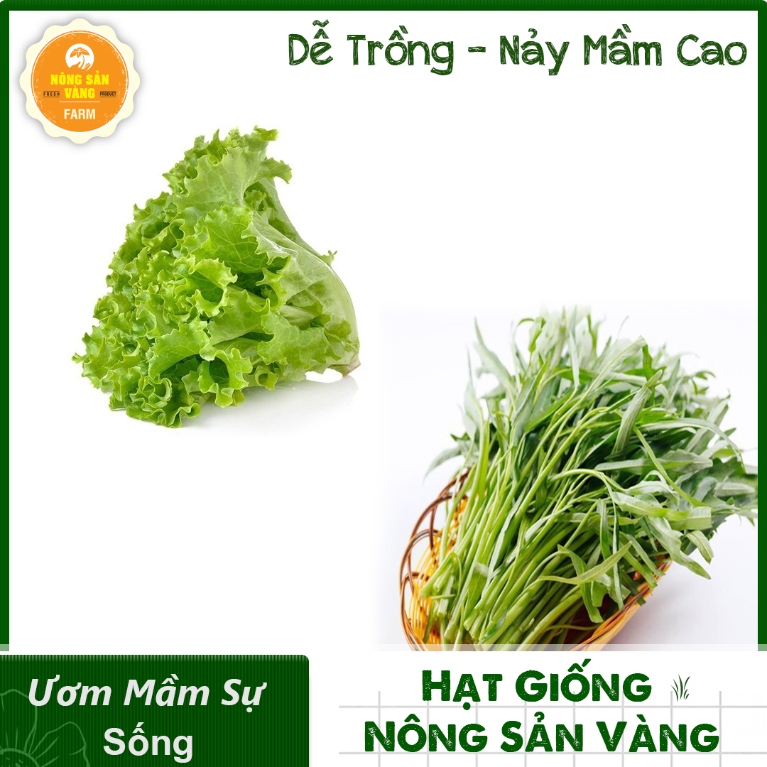 Combo 2 Hạt Giống Rau (Rau Muống Lá Tre - Rau Xà Lách Xoăn Xanh) Nảy Mầm Cao, Dễ Trồng, Sinh Trưởng Và Phát Triển Mạnh- Nông Sản Vàng