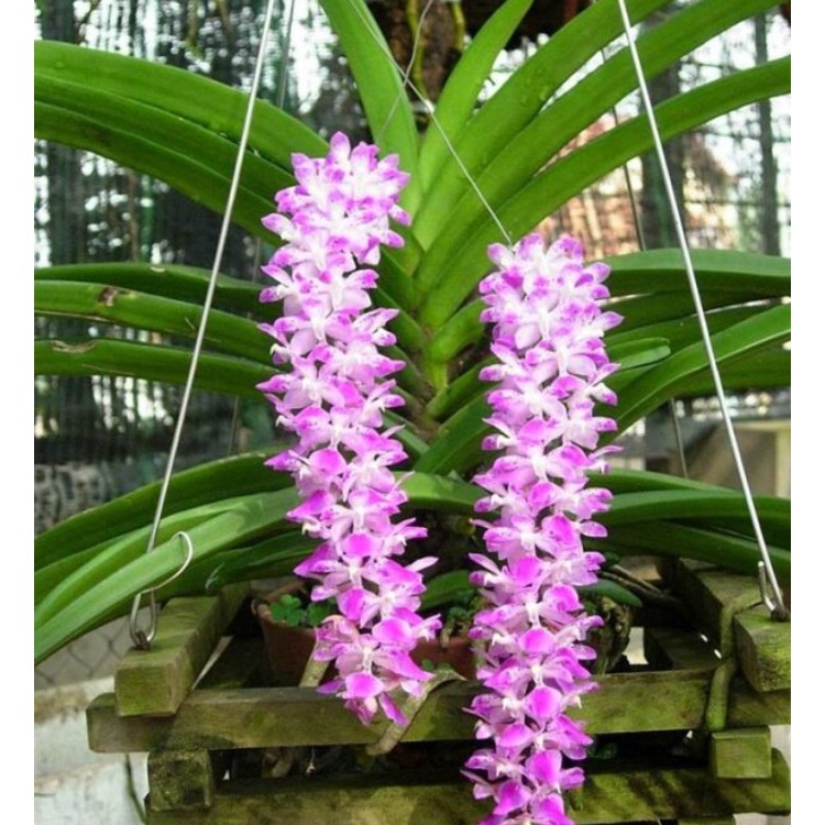 Hoa lan đuôi chồn