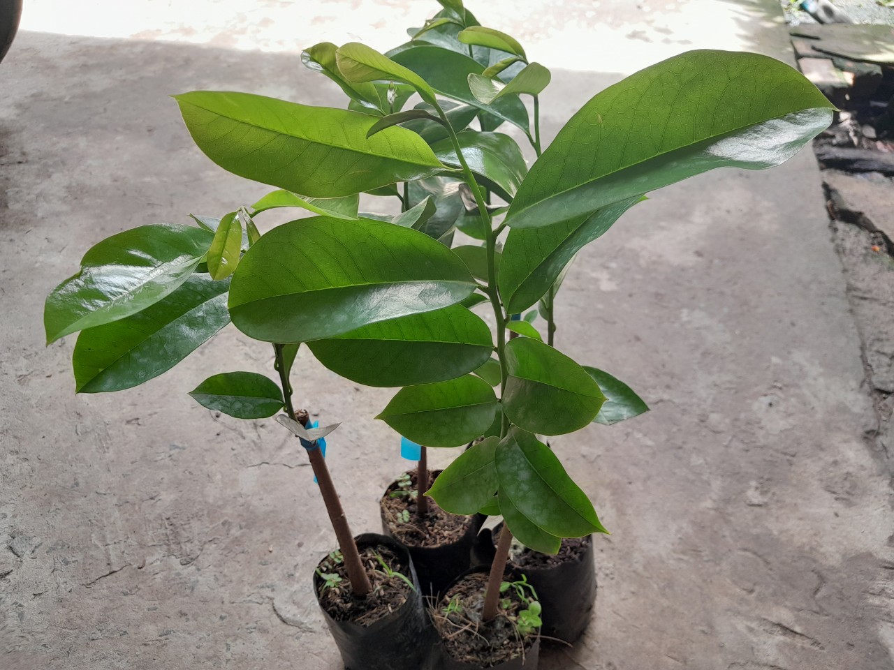 Cây Mãng Cầu Xiêm giống cây cao 35cm, bầu to khỏe