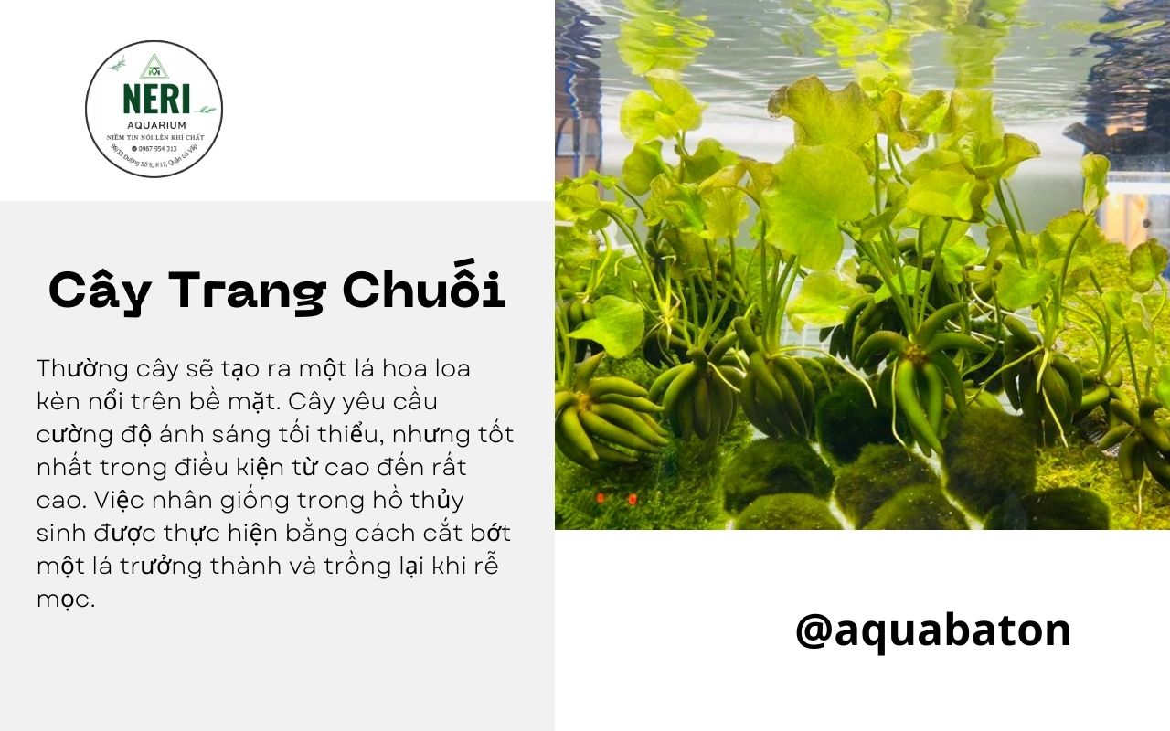 Cây trang chuối trang trí bể thủy sinh