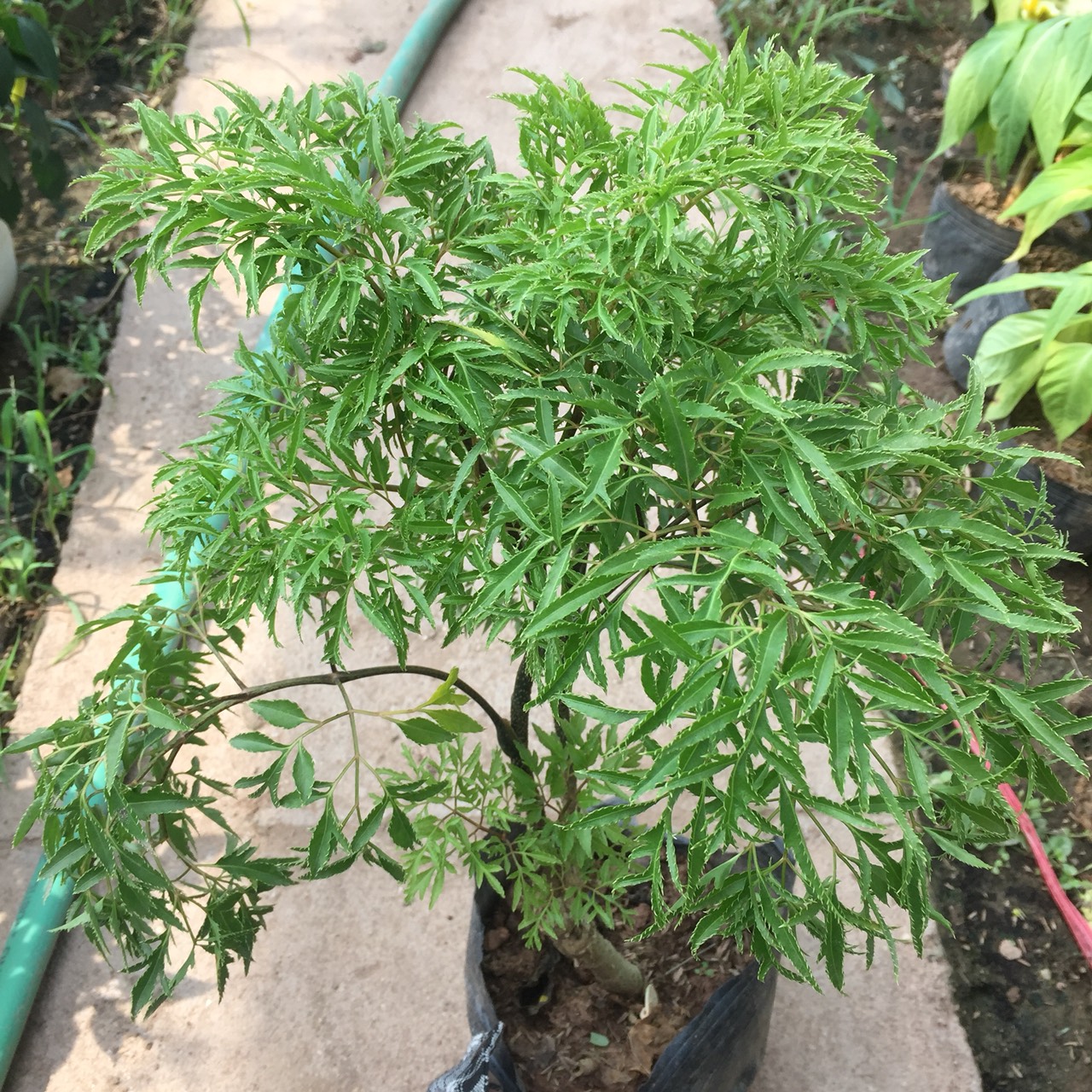 Cây Đinh Lăng Trồng Bịch Đen cao 25-30cm Nhiều Lá Sum Suê - Sản xuất taị vườn