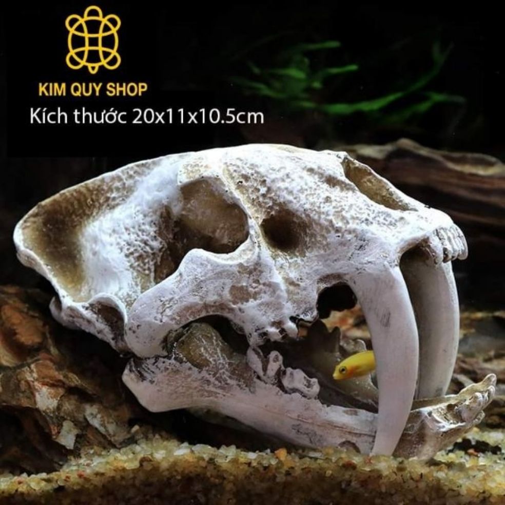 Sọ hổ răng kiếm trang trí chuồng bò sát