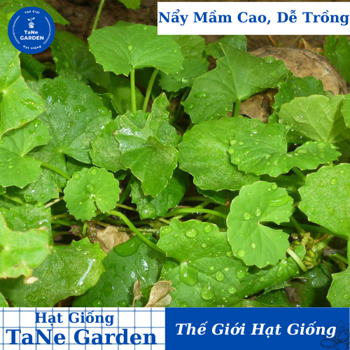 1gr hạt giống rau má lá nhỏ - tane garden