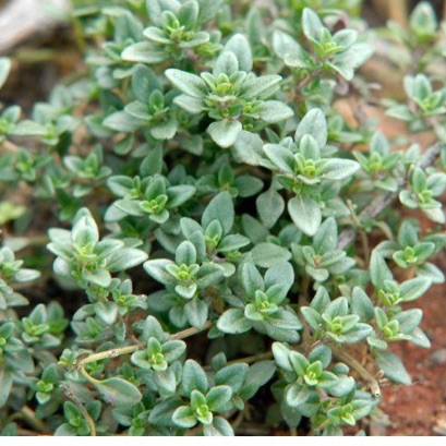Cây cỏ xạ hương - thyme