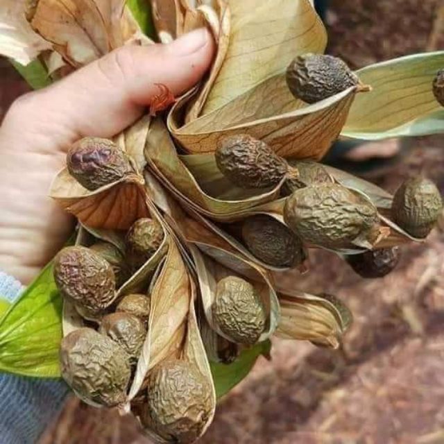 Hạt đười ươi - 1kg