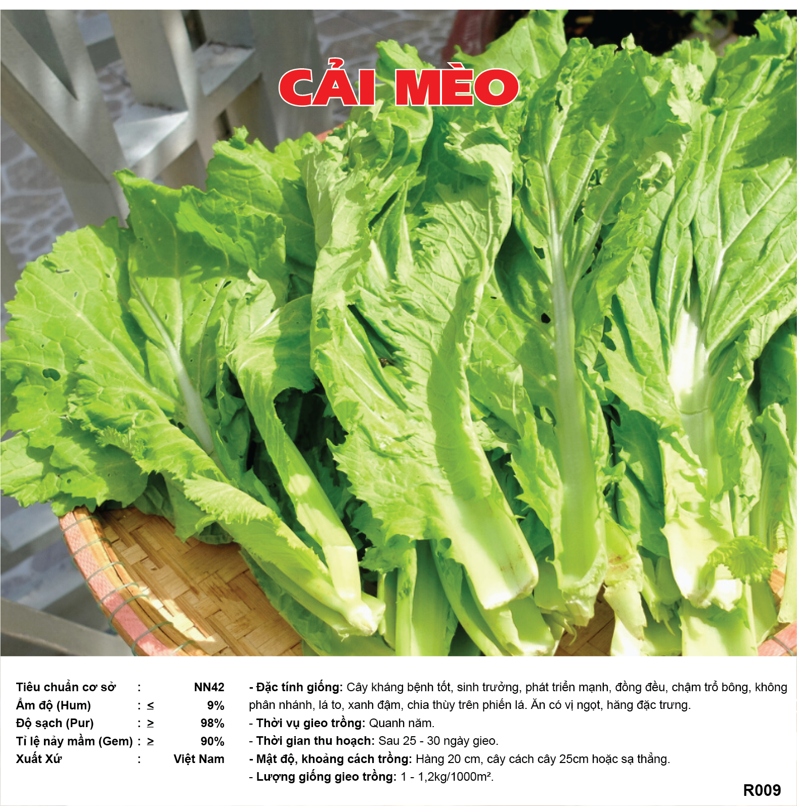 Hạt giống cải mèo, lá xanh ngon, dễ trồng, dễ chăm sóc, cây khoẻ, năng suất cao R009 - svina seeds