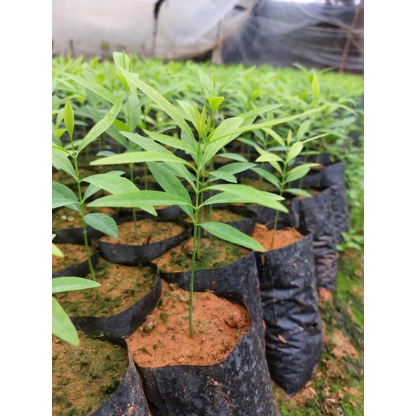 Cây giống đàn hương trắng Ấn Độ