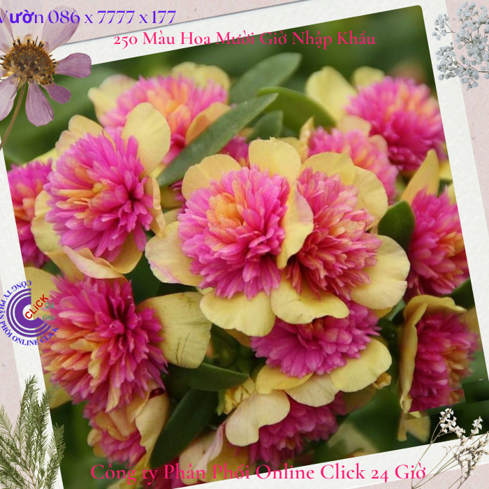 Cành giống hoa sam kép màu hồng vàng hoa mười giờ sam kép 2 màu đẹp mê li 0776849238