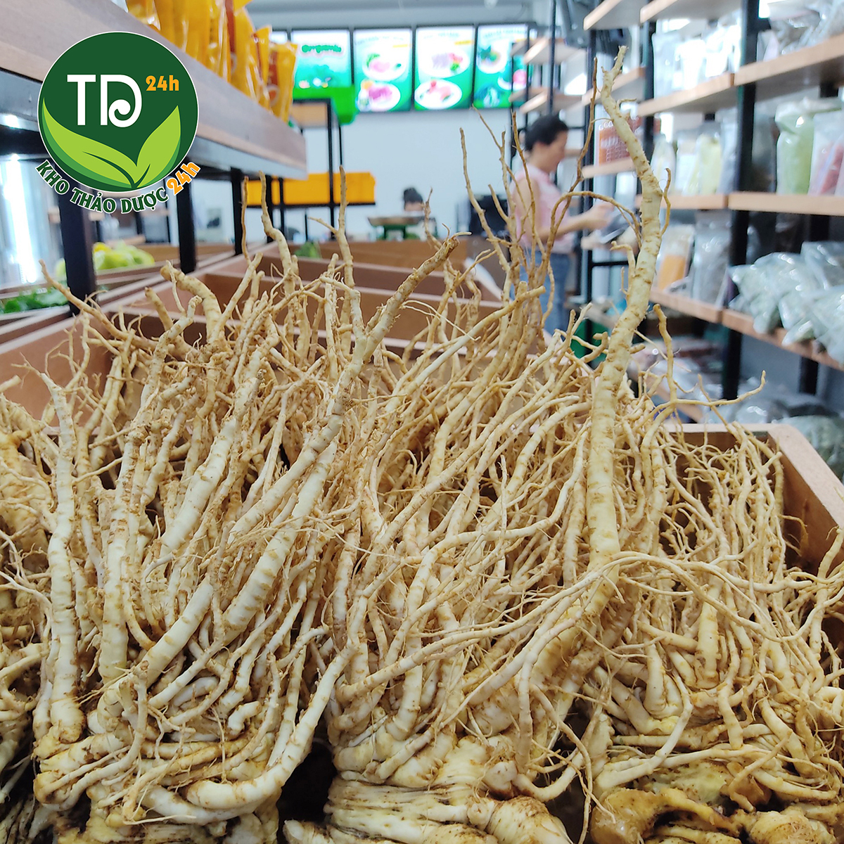 Sâm đương quy tươi, giúp bổ máu thanh nhiệt cơ thể, bồi bổ cơ thể, chống suy nhược, ổn định huyết áp, giảm đau nhức xương khớp, 100% thiên nhiên | Kho thảo dược 24h