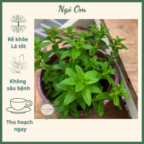 Cây ngò om, cây cao 20 - 30cm, chậu 18cm