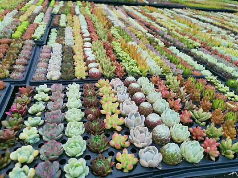 [HCM][MUA 10 TẶNG 1] SEN ĐÁ 5K