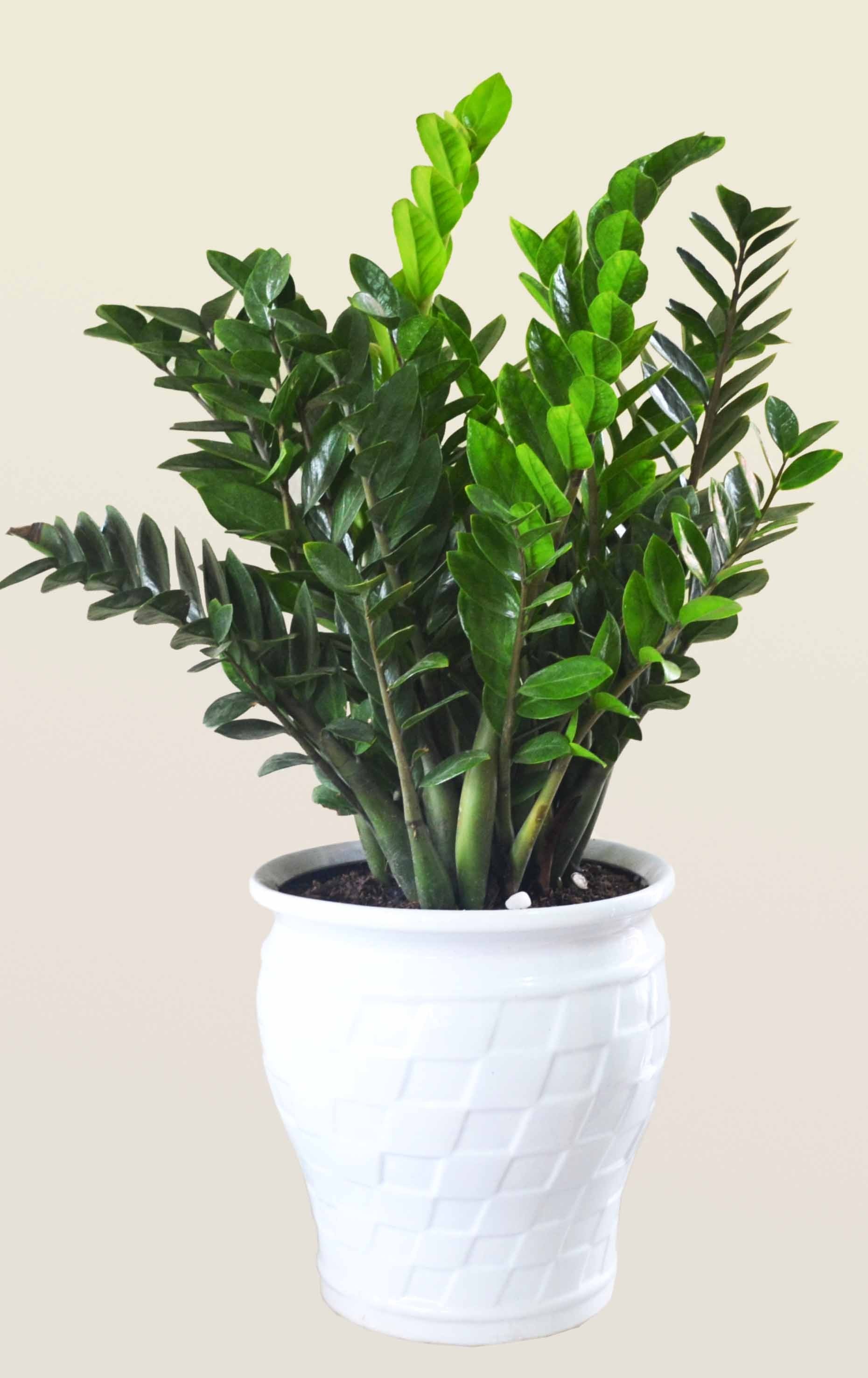 Cây kim tiền gửi đi nguyên chậu - cckt