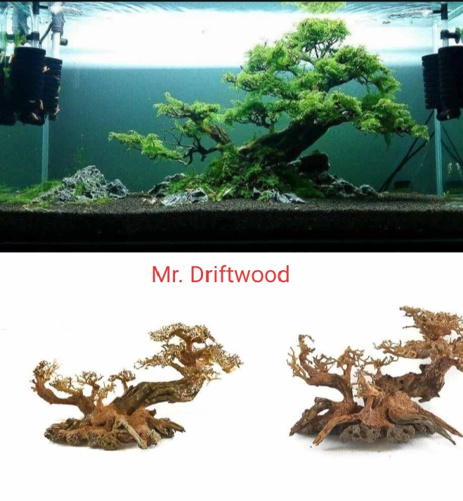 Lũa Bonsai Cành Nghiêng cao 25 dài 40- Xưởng Lũa Mr Driftwood