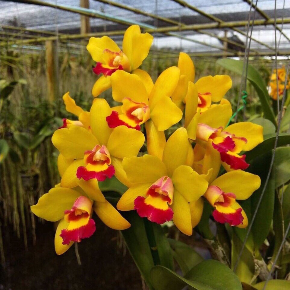 [HCM]Hoa Lan Catlaya Loại Hoa Chùm