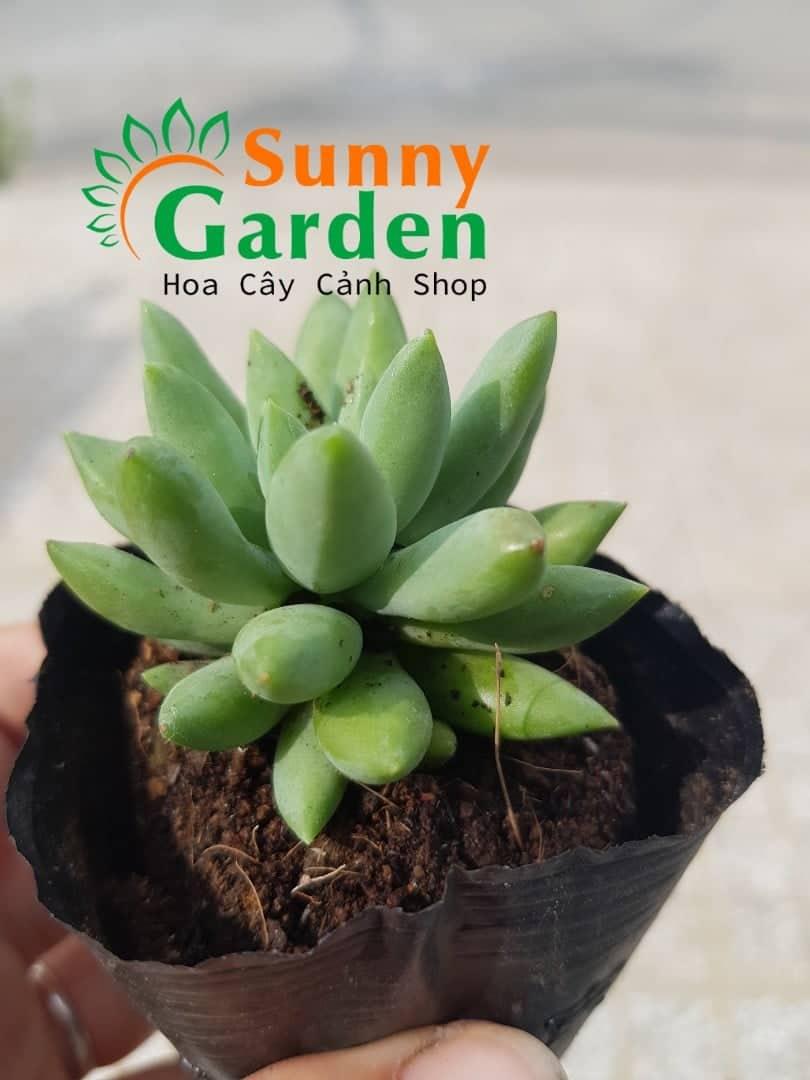 Sen Đá Thược Dược