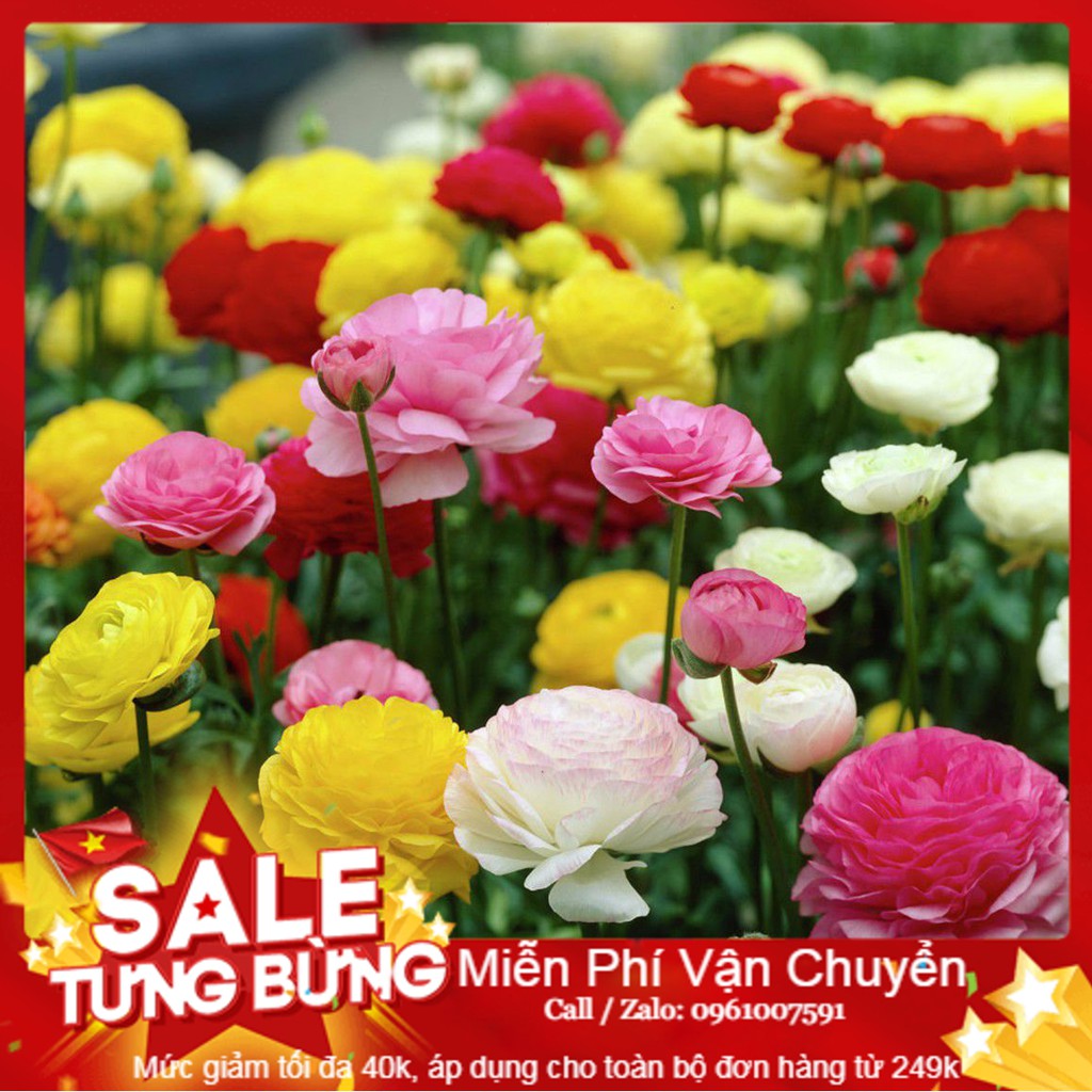 Hạt giống hoa hồng ribatu - 5 hạt