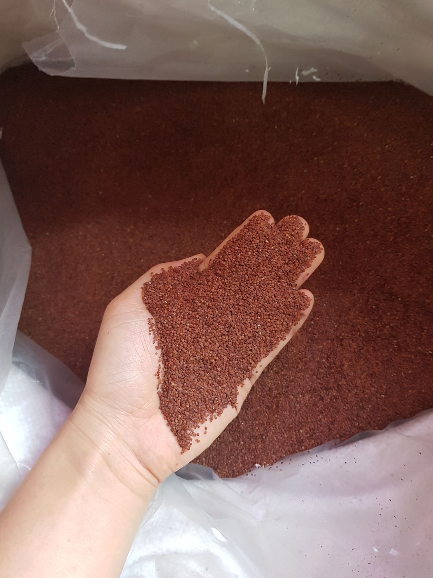 1kg Hạt Ngũ Hoa - Hạt Đình Lịch Hạt sạch nguyên chất