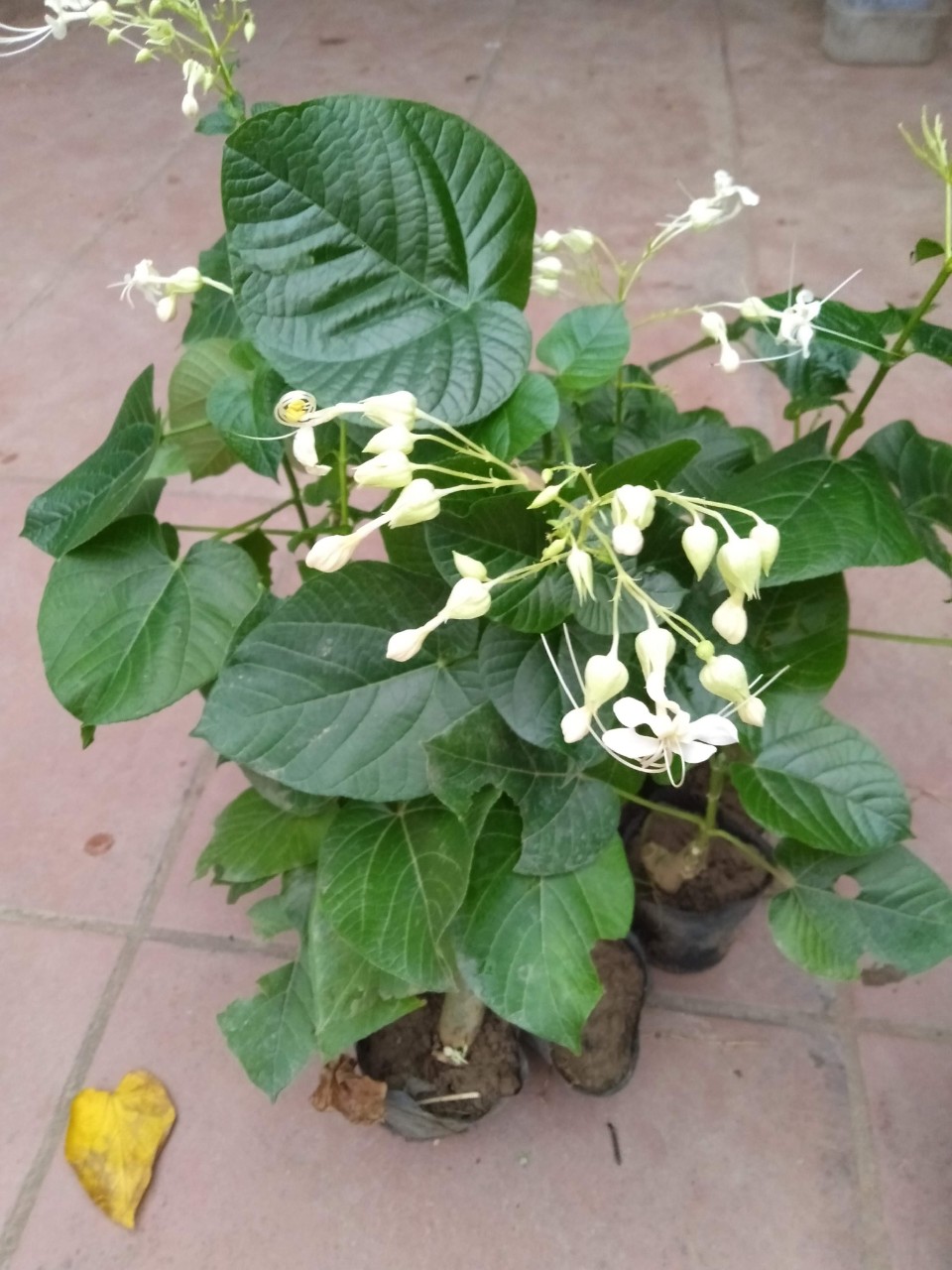 Cây bạch đồng nữ 50k 2 cây