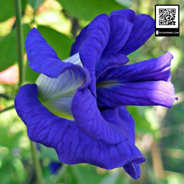 Hạt giống hoa đậu biếc kép