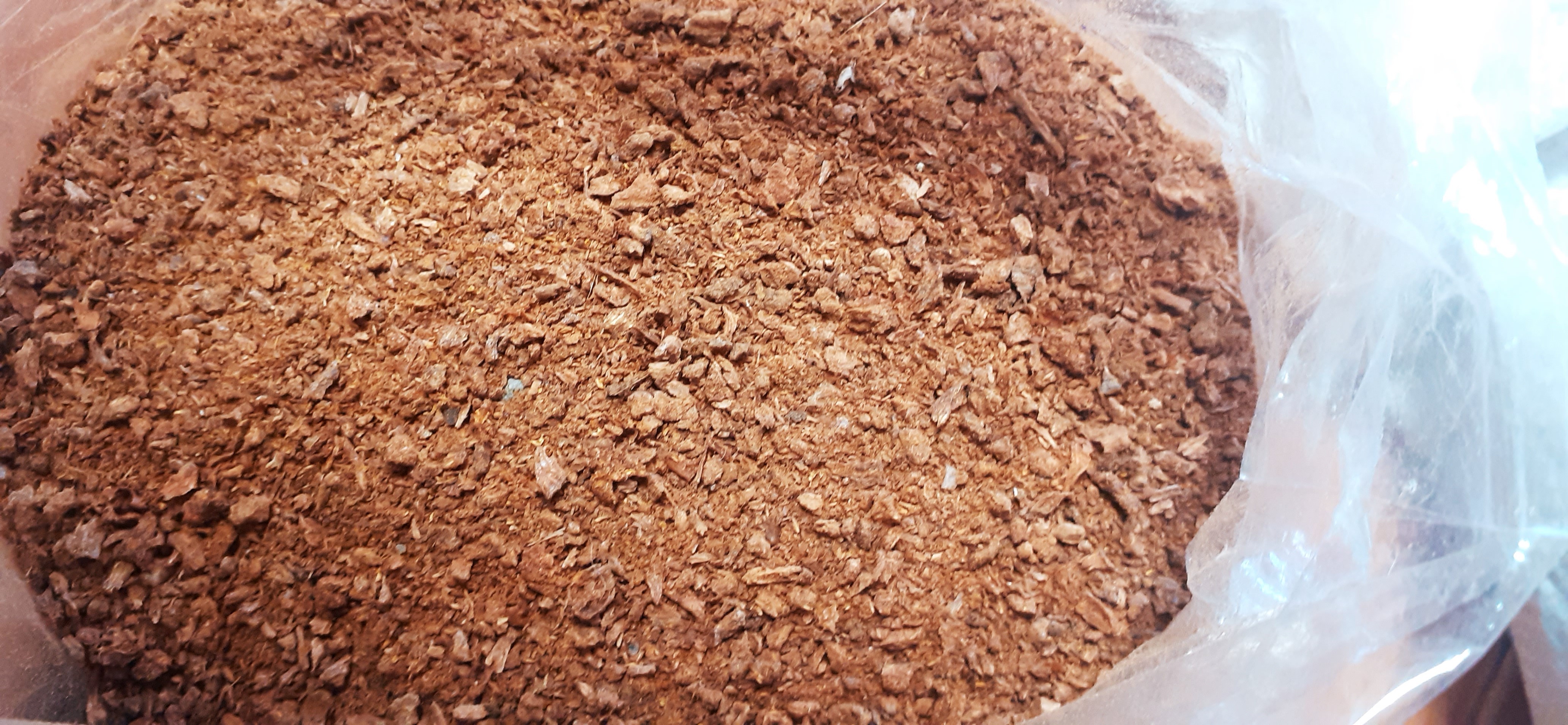 Hạt gáo giống (hạt giống cây thiên ngân) trồng rừng, lấy gỗ