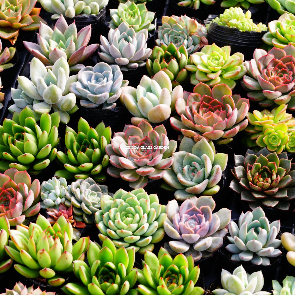 Set 20 loại sen đá bầu nhỏ 6-7cm glass garden, mix 20 loại khác nhau, màu thập cẩm, hàng sen đá đà lạt