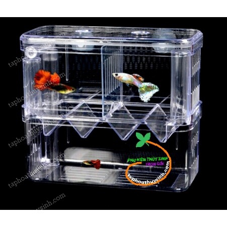 Lồng đôi cá đẻ bằng nhựa - hồ cá mini cá đẻ