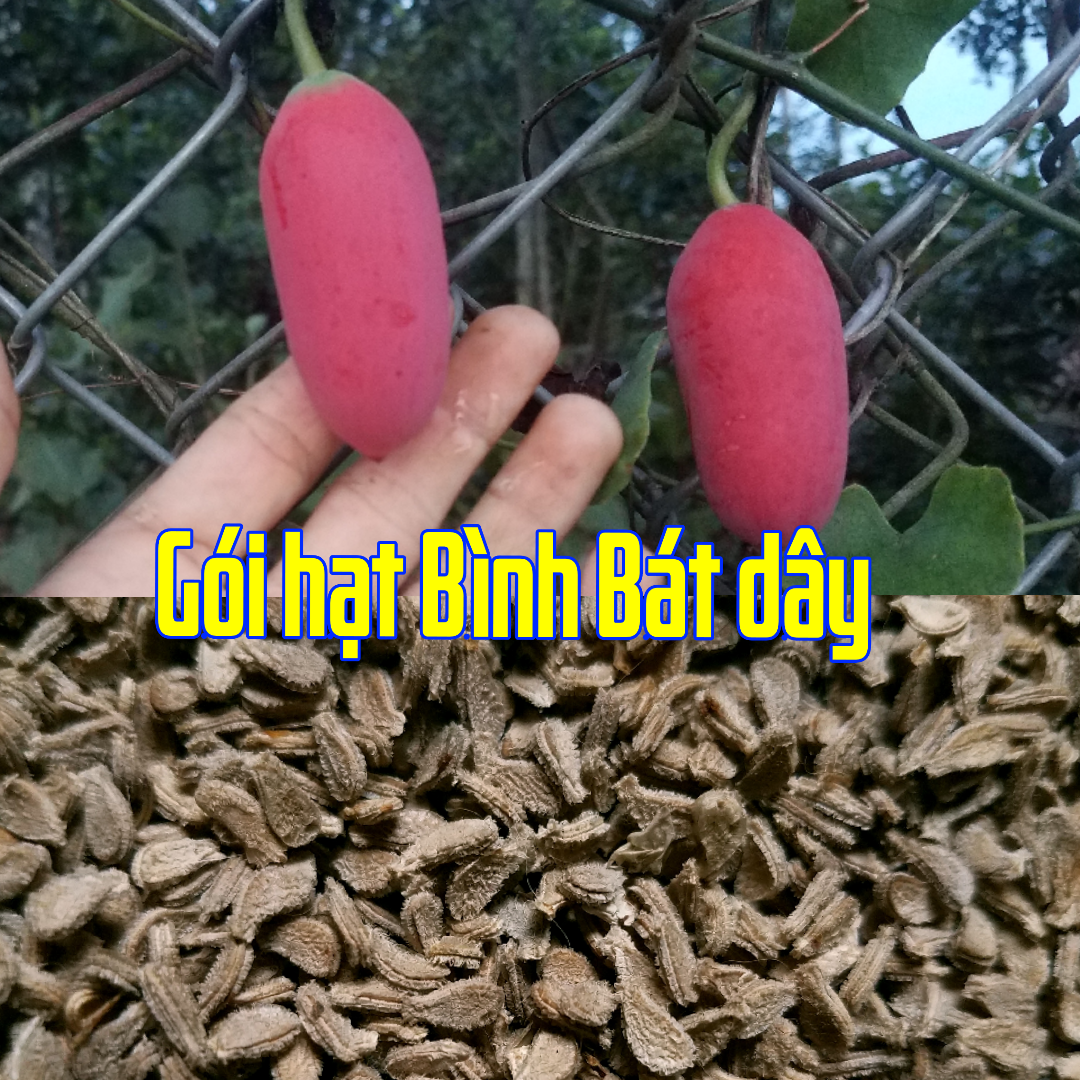 Hạt giống Bình Bát dây (gói 50 hạt) Bình Bát dây có tác dụng thanh nhiệt, mát phế, thanh vị, nhuận trường,